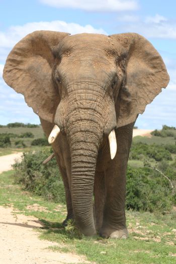 Cape safari and game reserve tour