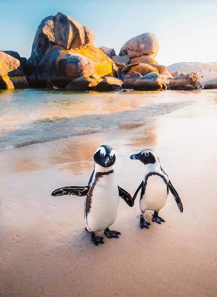 Cape Peninsula Private Sight seeing tour